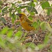 Northern Brown-throated Weaver