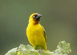 Northern Brown-throated Weaver