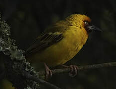 Northern Brown-throated Weaver