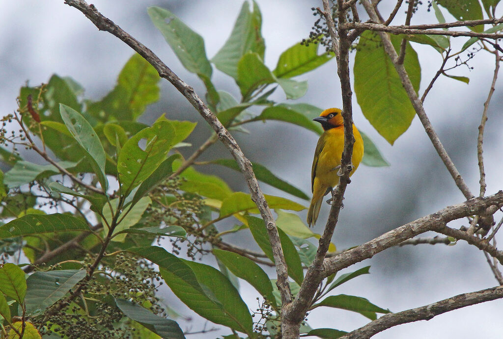 Spectacled Weaver