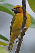 Spectacled Weaver