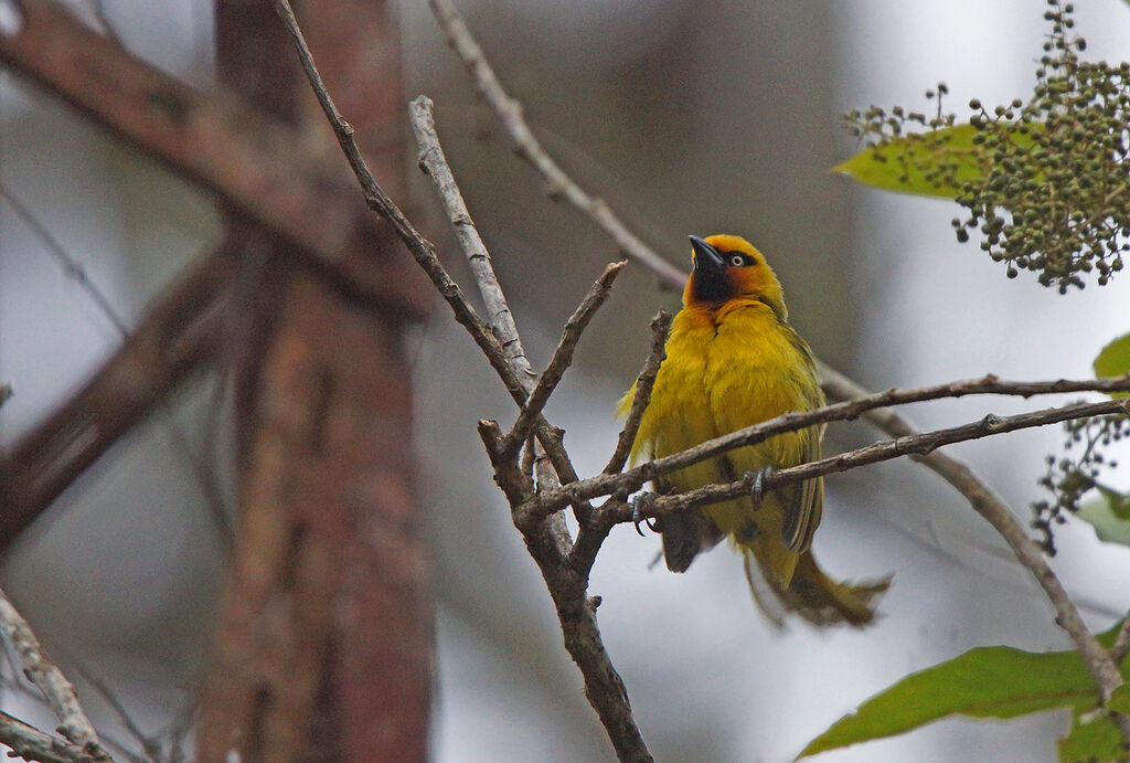 Spectacled Weaver