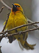 Spectacled Weaver