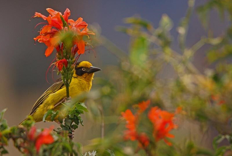 Baglafecht Weaver