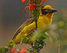 Baglafecht Weaver