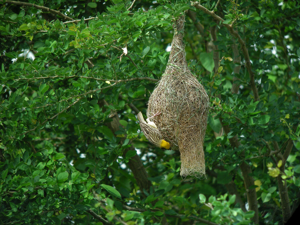 Baya Weaver