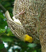 Baya Weaver