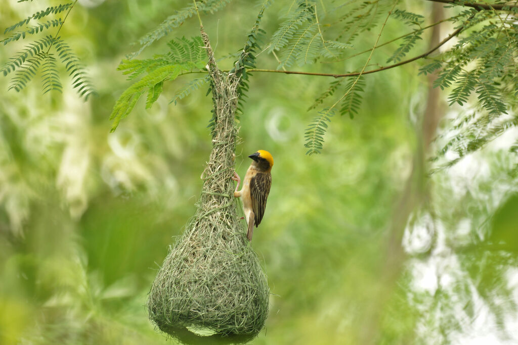 Baya Weaver