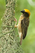 Baya Weaver