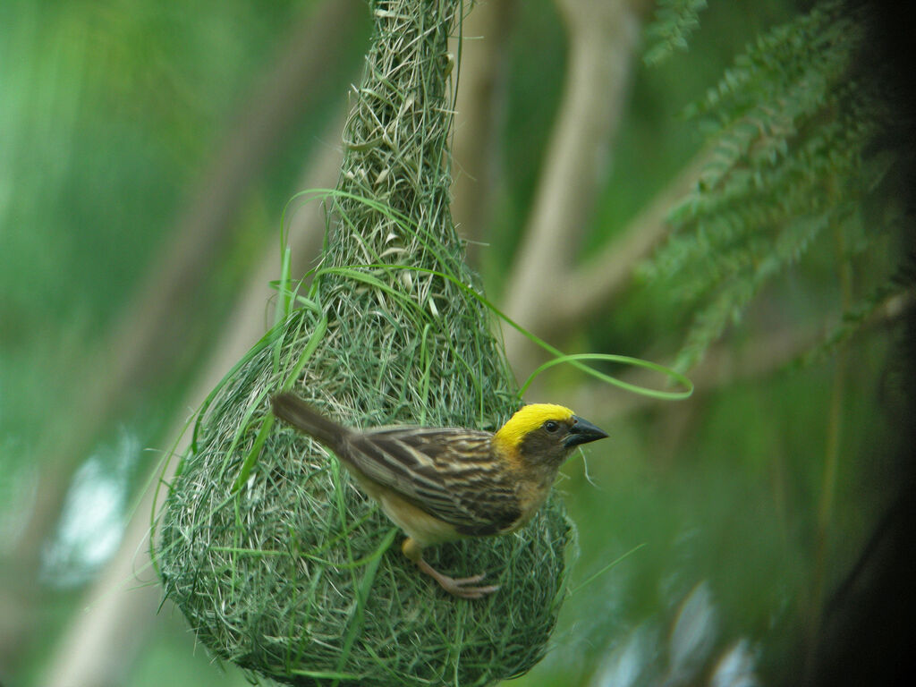 Baya Weaver