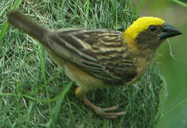 Baya Weaver