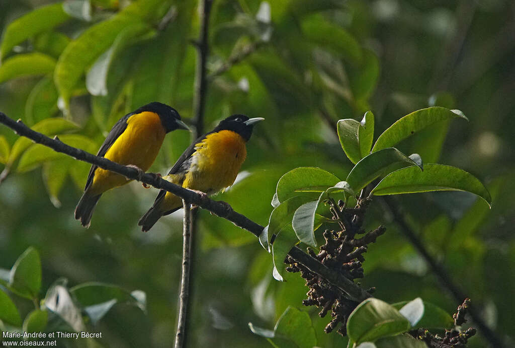 Dark-backed Weaveradult breeding, pigmentation