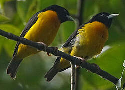 Dark-backed Weaver