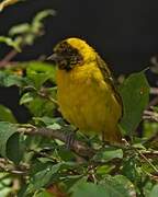 Slender-billed Weaver