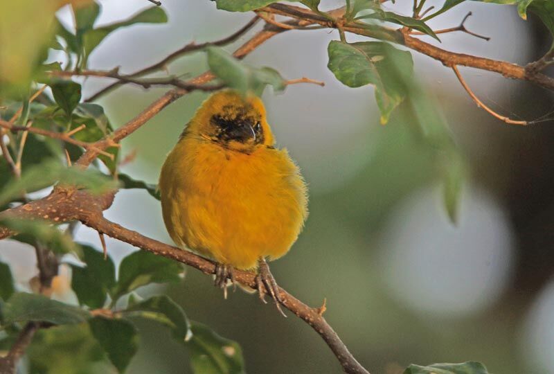 Slender-billed Weaver