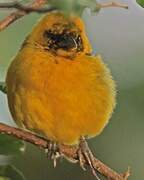 Slender-billed Weaver