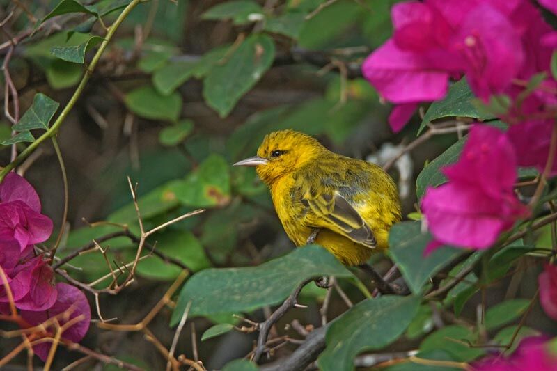 Tisserin de Pelzeln femelle