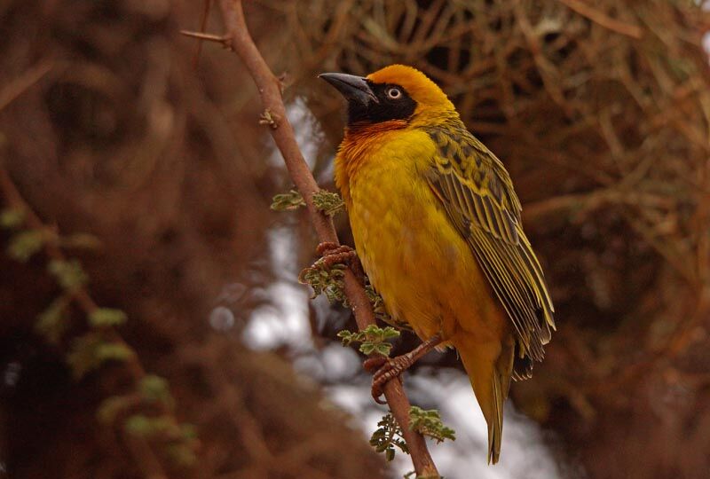 Speke's Weaver male