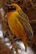 Speke's Weaver