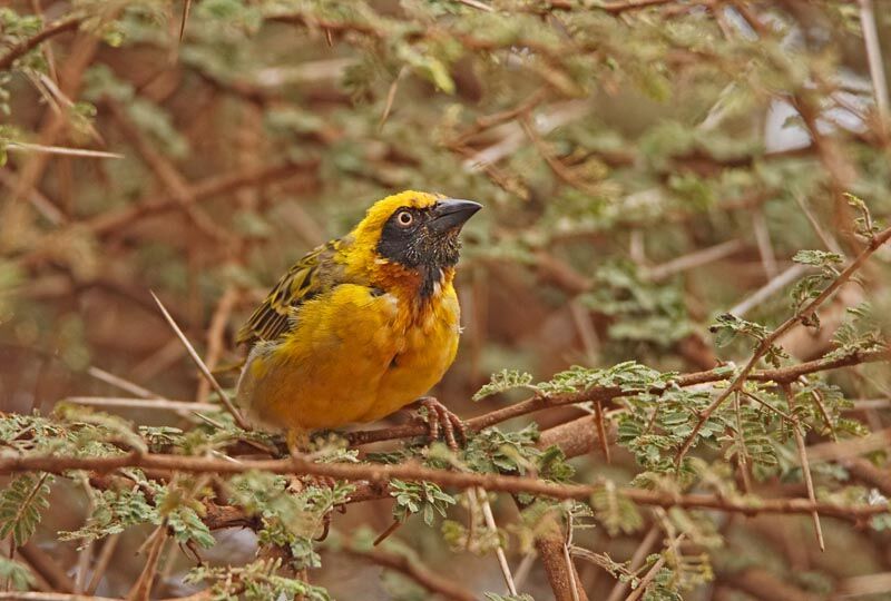 Tisserin de Speke mâle