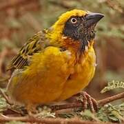 Speke's Weaver