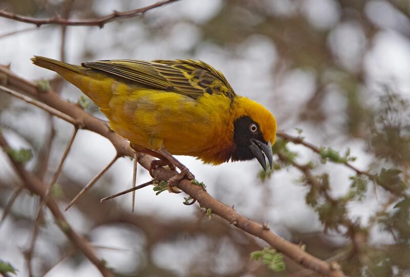 Speke's Weaver male