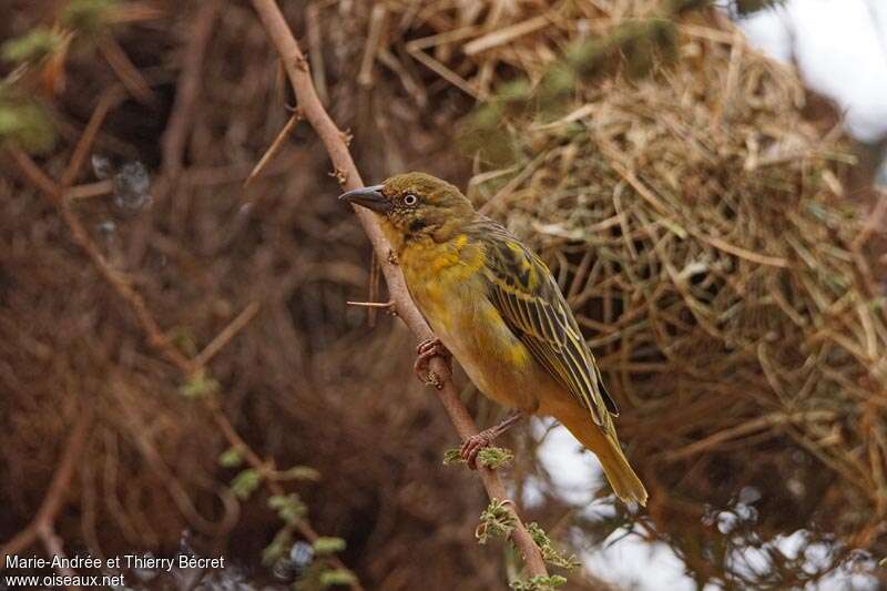 Speke's Weaver male immature, identification