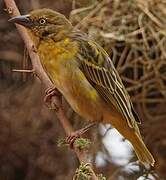 Speke's Weaver