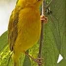 Tisserin de Taveta