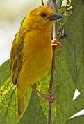 Taveta Weaver