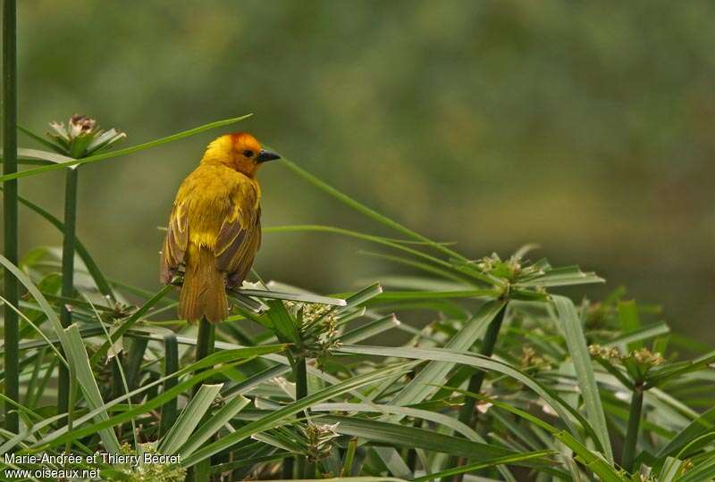 Tisserin de Taveta mâle adulte, habitat, pigmentation