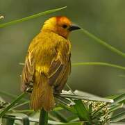 Taveta Weaver