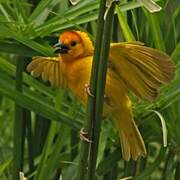 Taveta Weaver