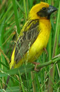 Asian Golden Weaver