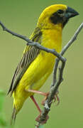 Asian Golden Weaver