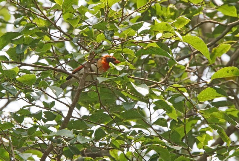 Red-headed Weaver