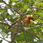 Red-headed Weaver