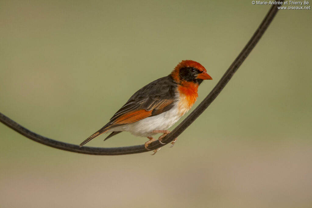 Red-headed Weaver