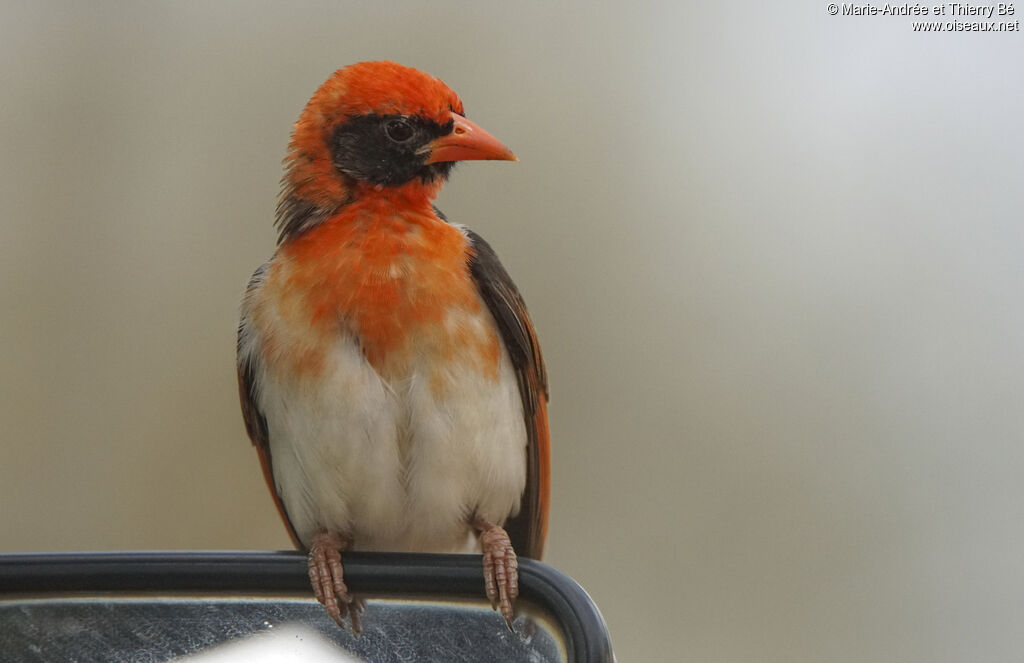 Red-headed Weaver