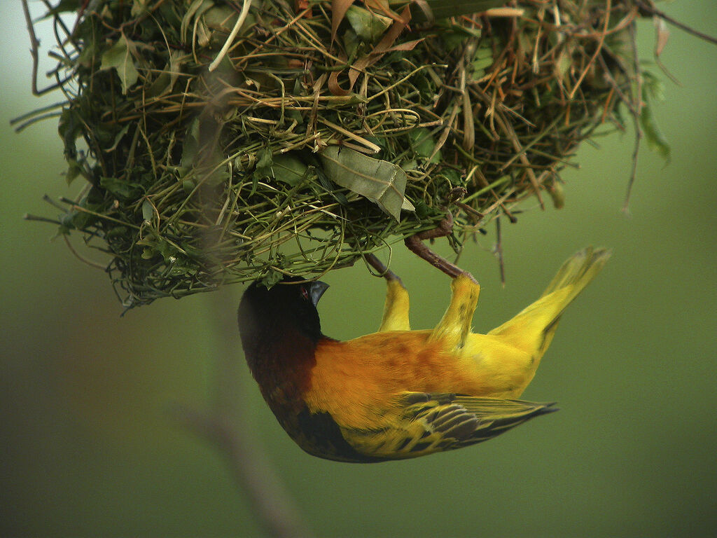 Village Weaver