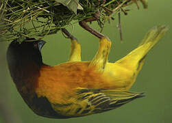 Village Weaver