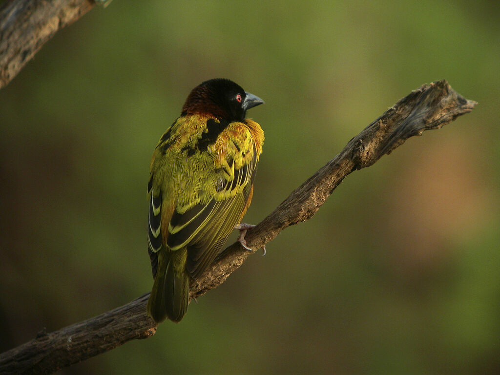 Village Weaver