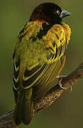 Village Weaver