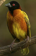 Village Weaver