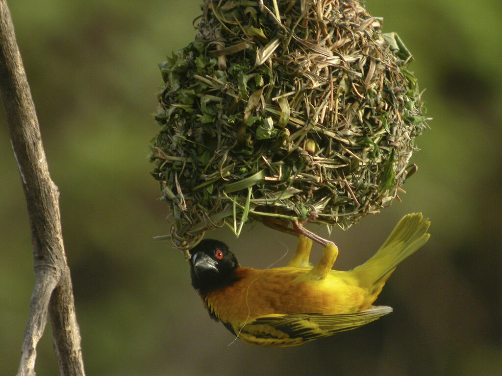 Village Weaver