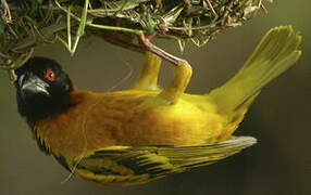 Village Weaver