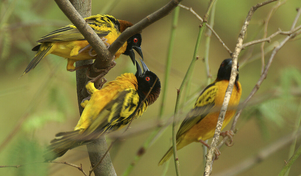 Village Weaver