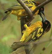 Village Weaver