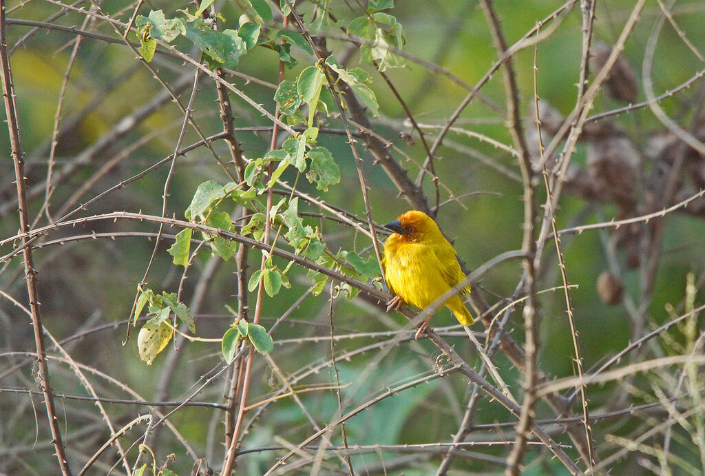 Tisserin jaune mâle