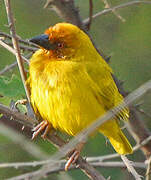 Eastern Golden Weaver